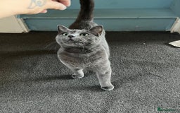 Mixed Breed cats for sale: Male, Grey, Ragdoll X Cat - Image 1