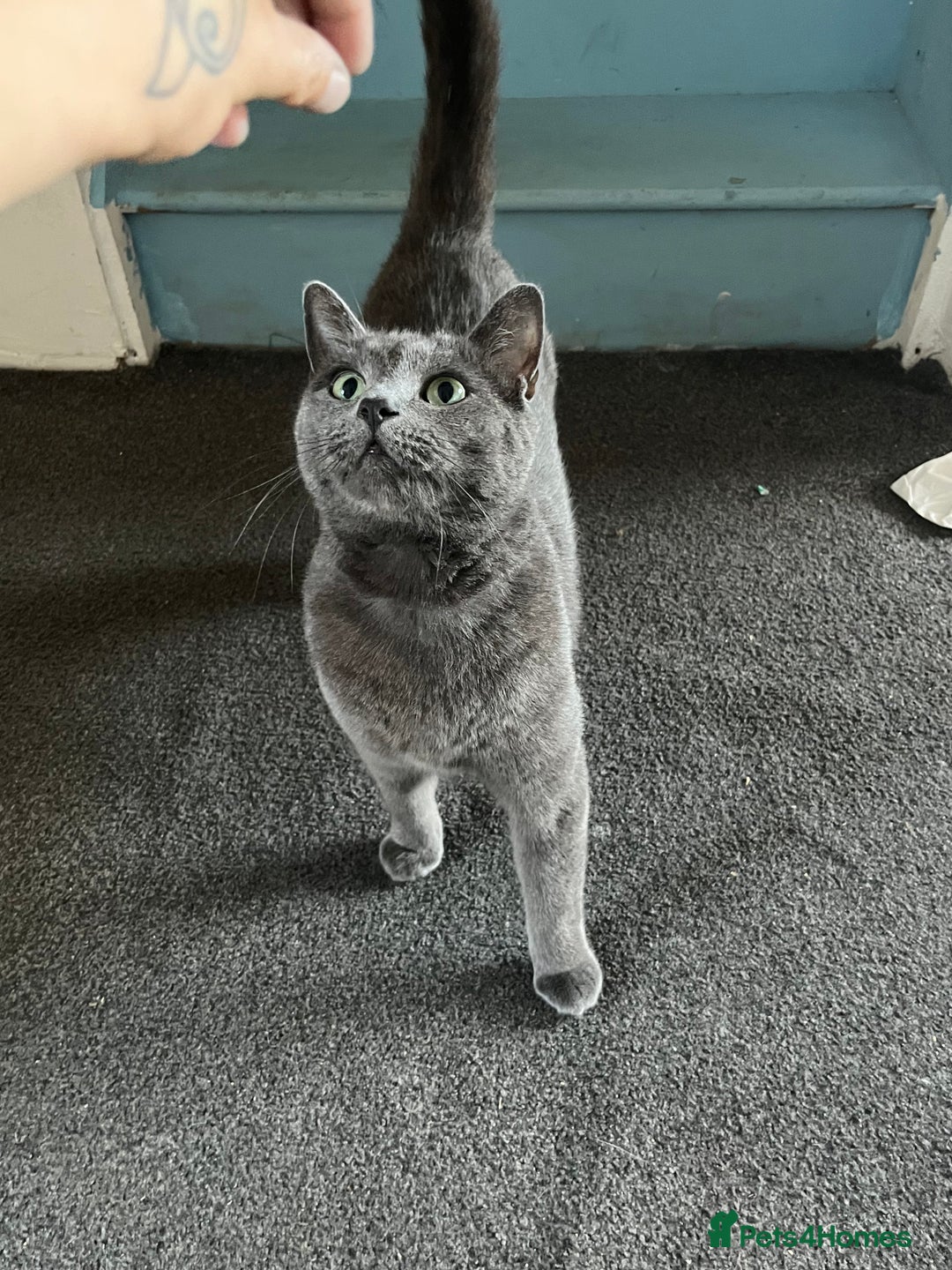 Mixed Breed cats for sale: Male, Grey, Ragdoll X Cat - Image 1