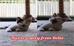 British Shorthair cats for sale: 2 Bundles of Joy!! Ready now!! - Image 9