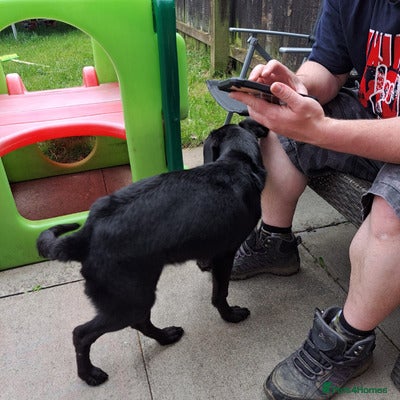 Labrador Retriever dogs LOVING LABRADOR RETRIEVER FOR REHOMING - Advert 17