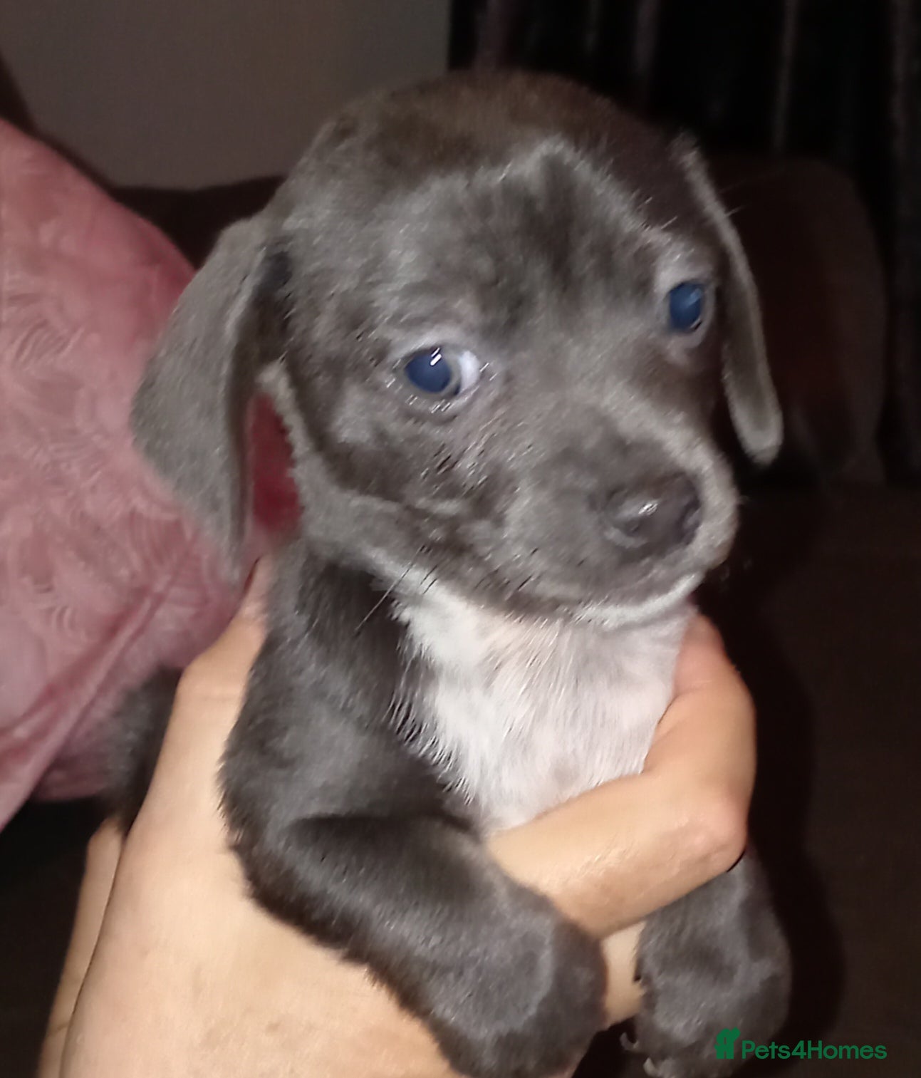 Chiweenie dogs Beautiful Chiweenies - Advert 1