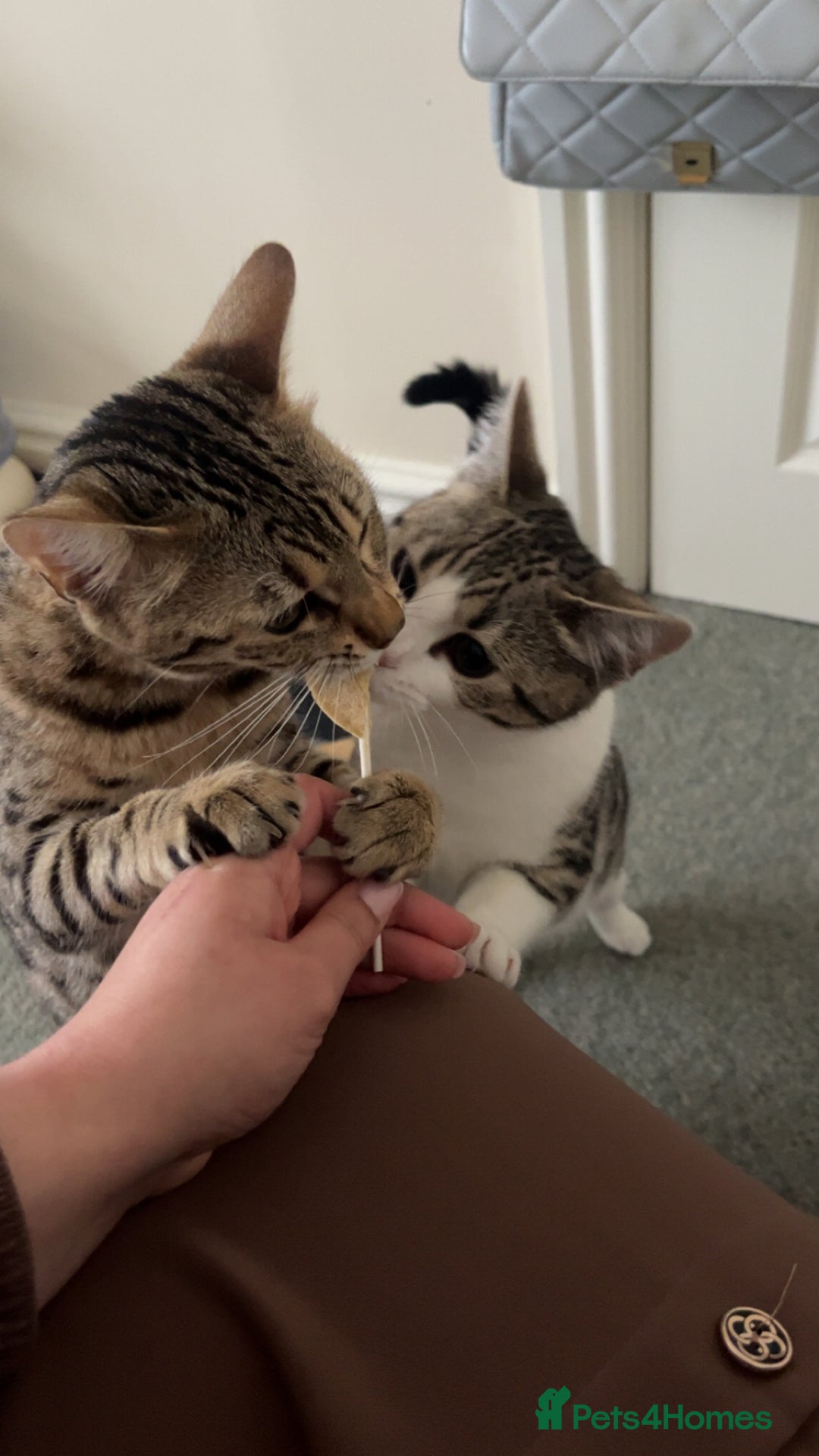 Bengal cats for sale: Bengal x british shorthair female kitten - Advert 6