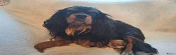 Cavalier King Charles Spaniel dogs for sale: KC,  Health Tested from Champion bloodlines  - Advert 1