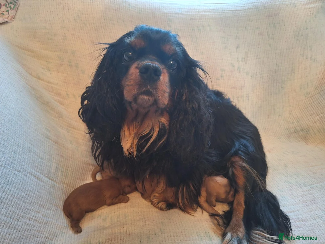 Cavalier King Charles Spaniel dogs for sale: KC,  Health Tested from Champion bloodlines  - Advert 1