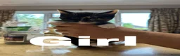 Mixed Breed cats for sale: 8 Lovely Kittens for Sale - Advert 3