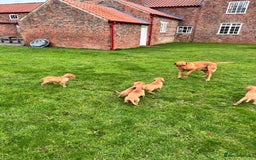 Labrador Retriever dogs for sale: Fox Red Labrador’s  - Advert 4