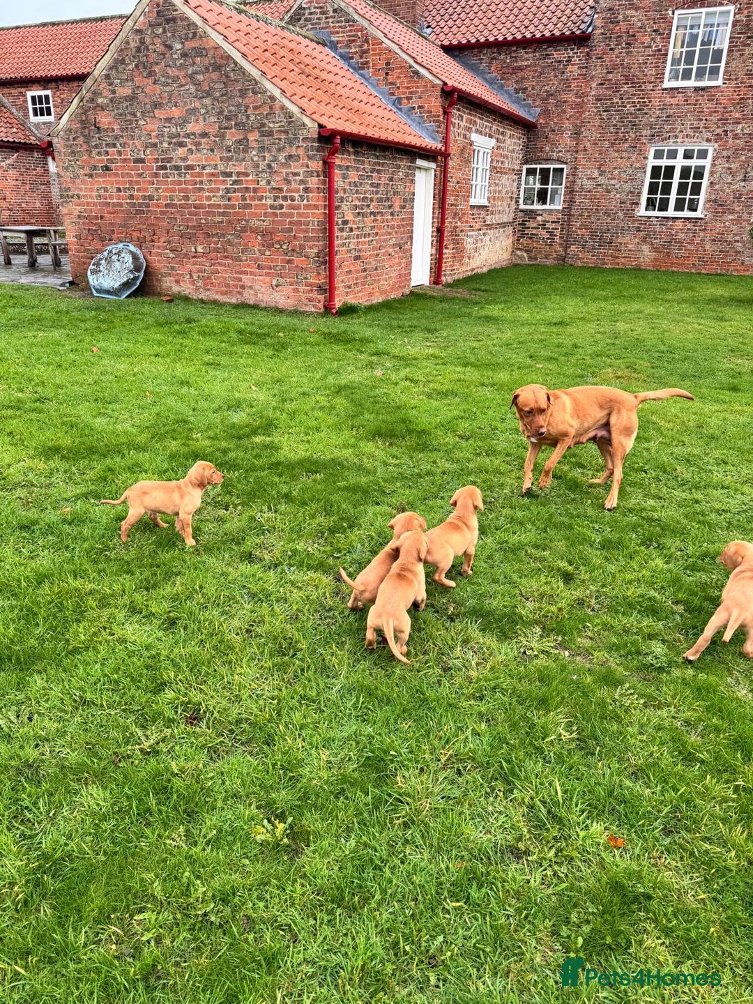 Labrador Retriever dogs for sale: Fox Red Labrador’s  - Advert 4