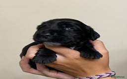 Cocker Spaniel dogs for sale: Stunning KC Reg Cocker Spaniel Pups Choco/Black - Image 15