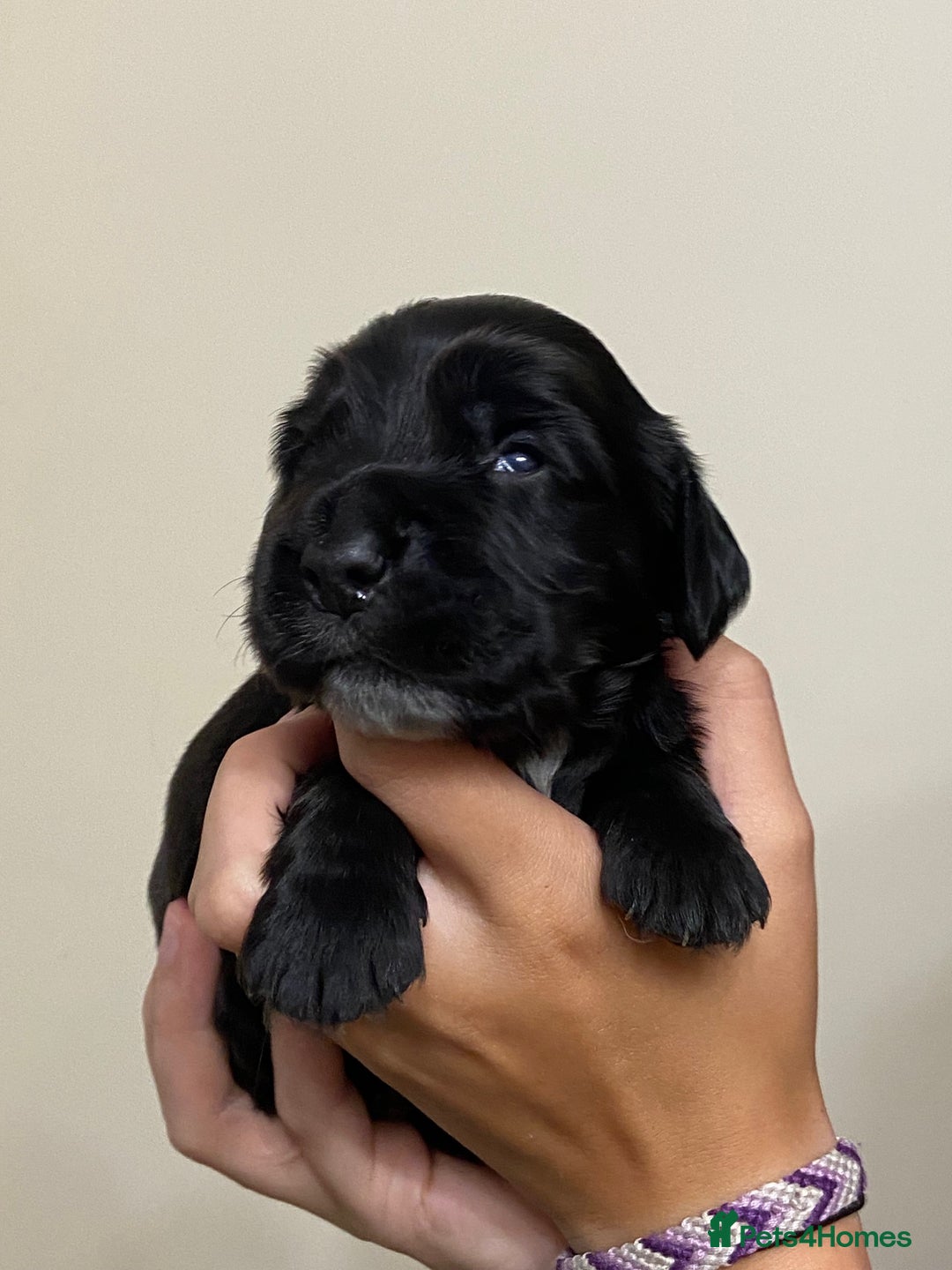 Cocker Spaniel dogs for sale: Stunning KC Reg Cocker Spaniel Pups Choco/Black - Image 15