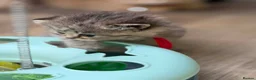 British Longhair cats for sale: ⭐️GORGEOUS BRITISH LONGHAIR KITTENS ⭐️ - Advert 7