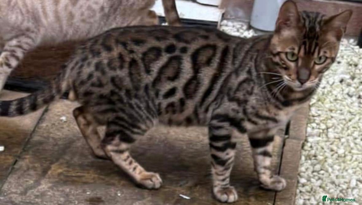 Bengal cats Beautiful boy bengal tica reg - Advert 6