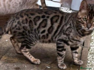 Bengal cats Beautiful boy bengal looking for new home - Advert 3