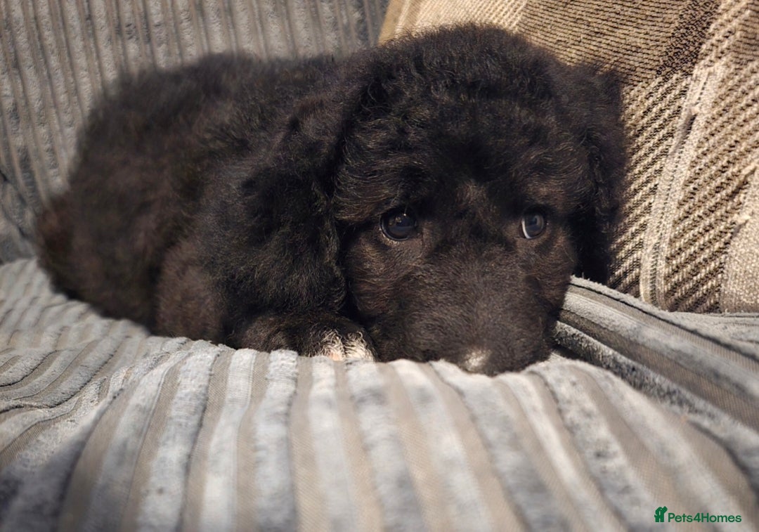 Mixed Breed dogs for sale: Standard poodle x. Collie/sheperd - Advert 3