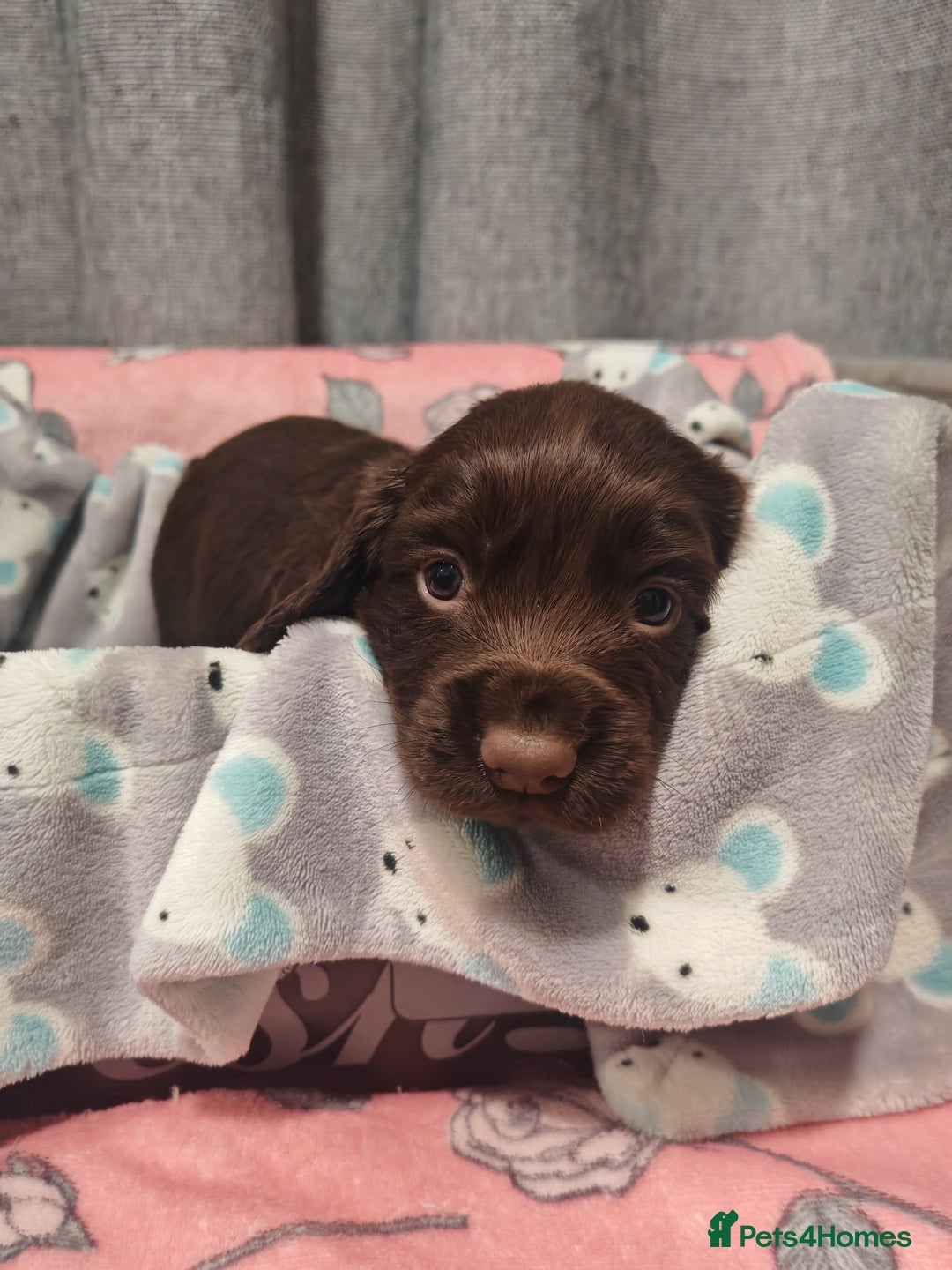 Cocker Spaniel dogs for sale: Pure Working Cocker Spaniel Puppies - Advert 8