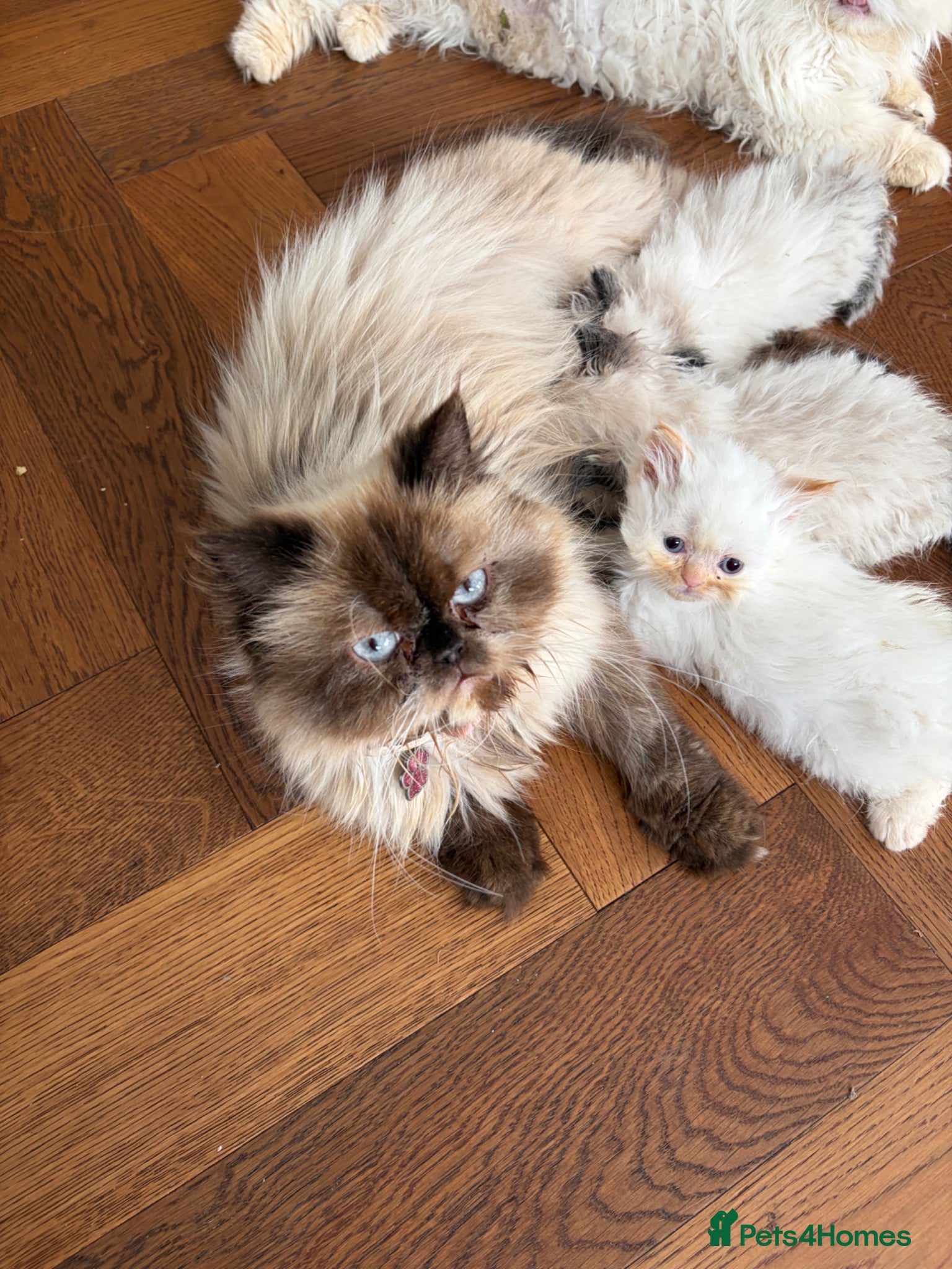 Persian cats Stunning colour point Persian kittens - Advert 1