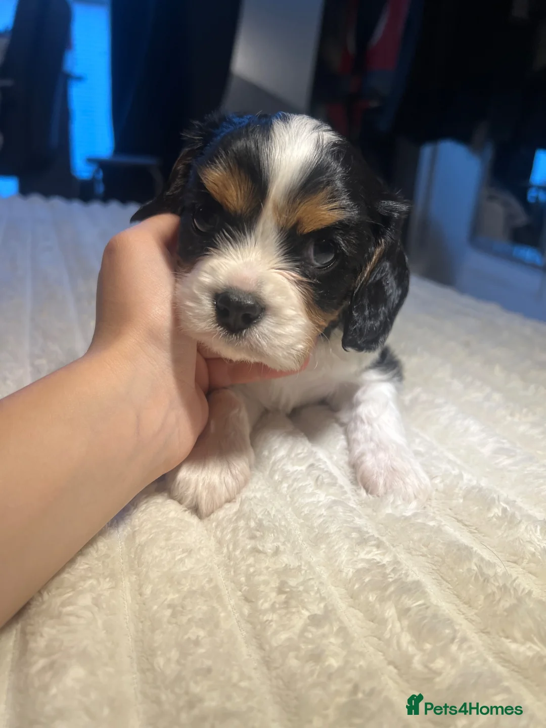 Cavalier King Charles Spaniel dogs for sale: DNA tested cavalier King Charles puppies  in Ipswich - Advert 2
