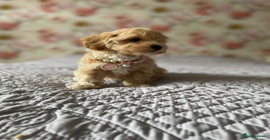 Maltipoo dogs - Advert 6