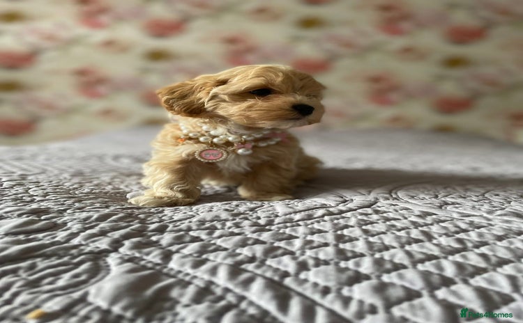 Maltipoo dogs - Advert 9