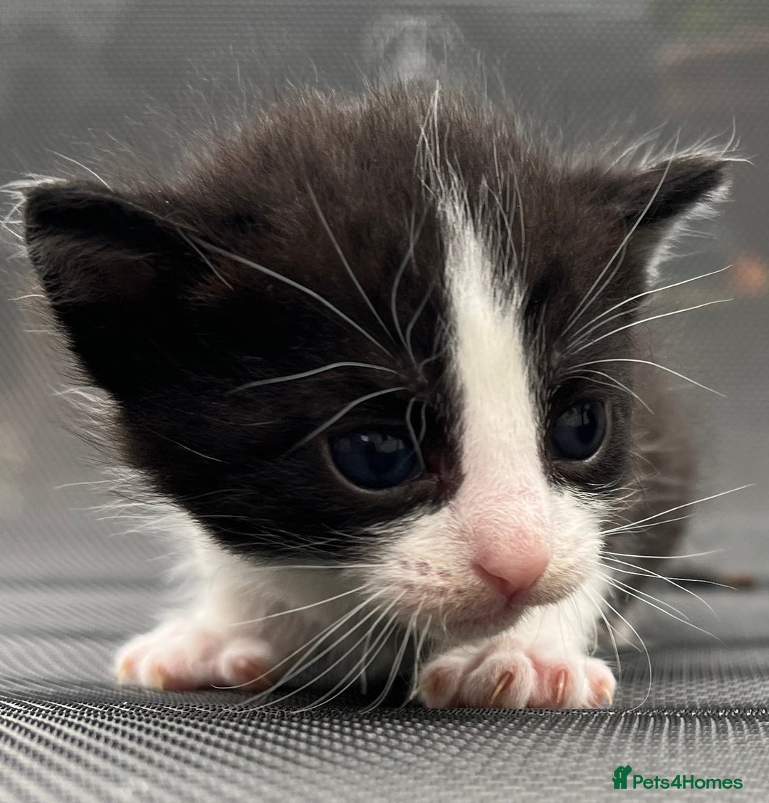 Mixed Breed cats for sale: Kittens - Image 2