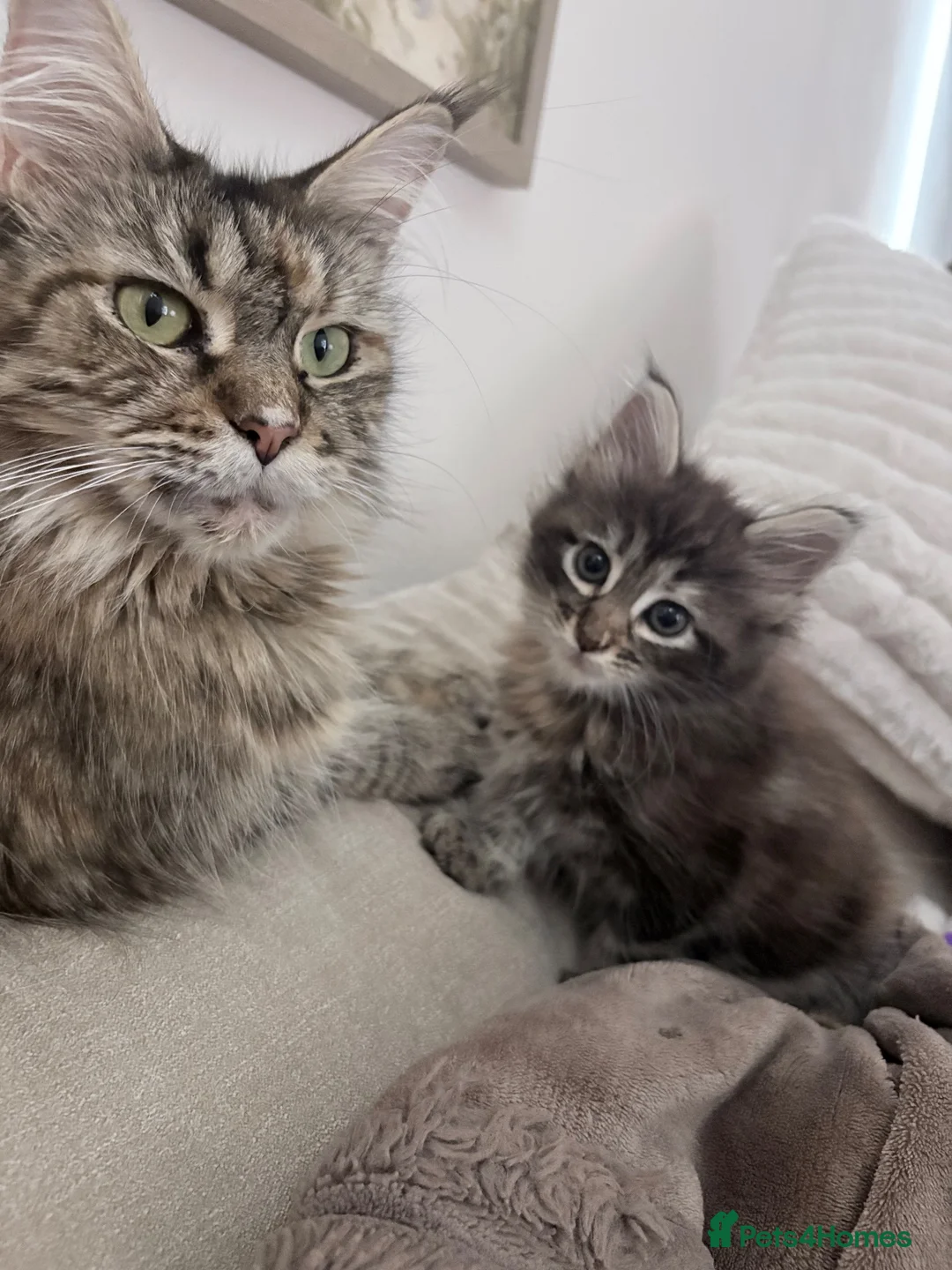 Maine Coon cats for sale: Half Mainecoon - Advert 1