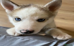 Siberian Husky dogs for sale: Siberian Husky Puppies in Birmingham - Image 12