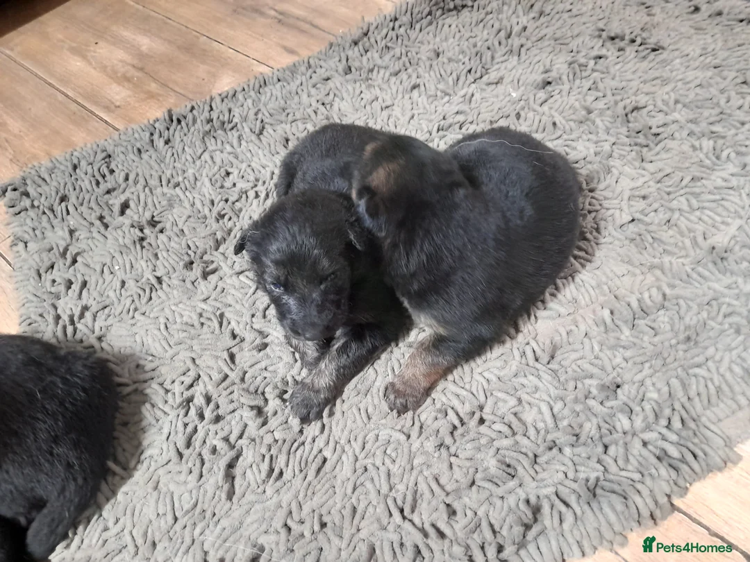 German Shepherd dogs for sale: Stunning German shepherd puppies - Advert 8