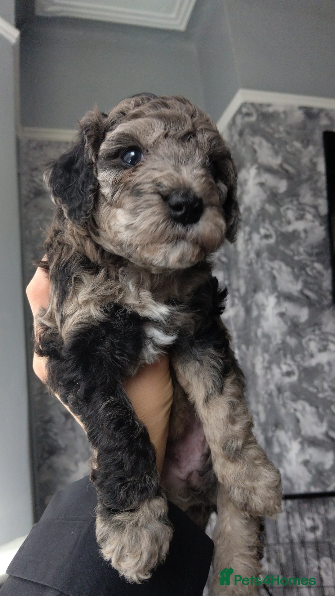 Poochon dogs for sale: Poochons💥 2 Beauties READY TO LEAVE NOW 💥  - Image 23