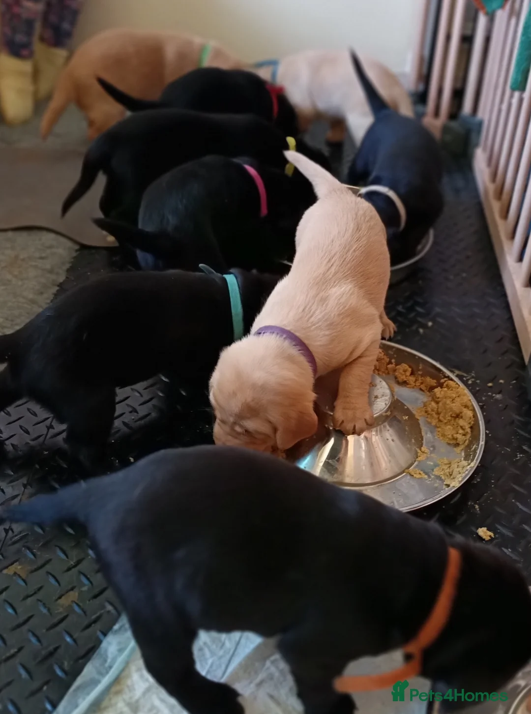 Labrador Retriever dogs for sale: KC reg yellow & black Labrador puppies socialised - Advert 37