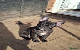 French Bulldog dogs for sale: Loving home needed - Image 4