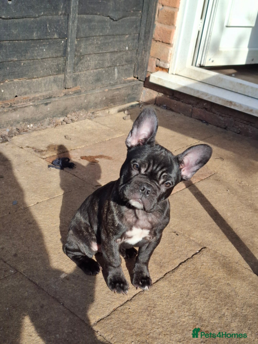 French Bulldog dogs for sale: Loving home needed - Image 4