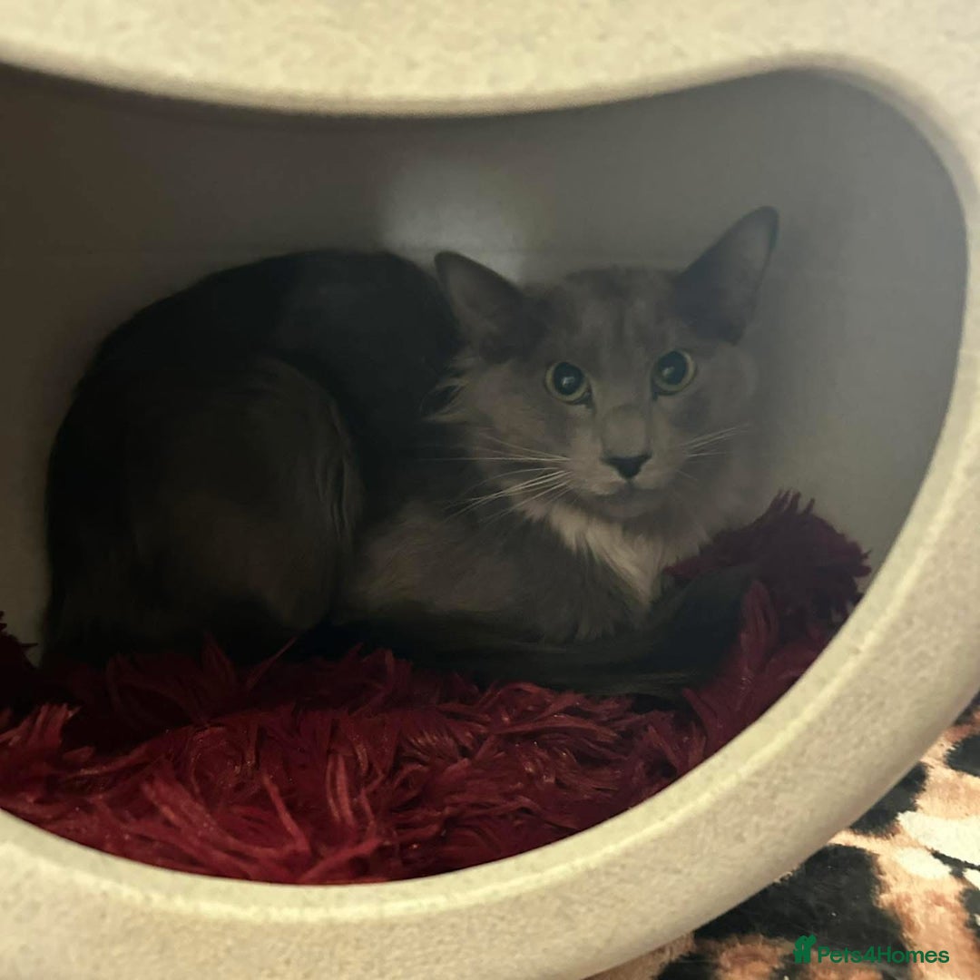 Siamese cats for sale: INDOOR Siamese cats for rehoming  - Advert 4