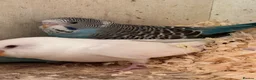 Budgerigars birds for sale: Young Budgies  - Advert 6