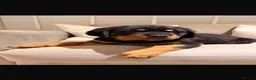 Rottweiler dogs for sale: OUTSTANDING QUALITY GERMAN ROTTWEILER PUPPIES  - Advert 9