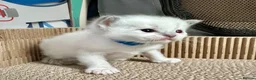 Ragdoll cats for sale: Purebred Ragdolls Kittens in Bournemouth - Advert 6