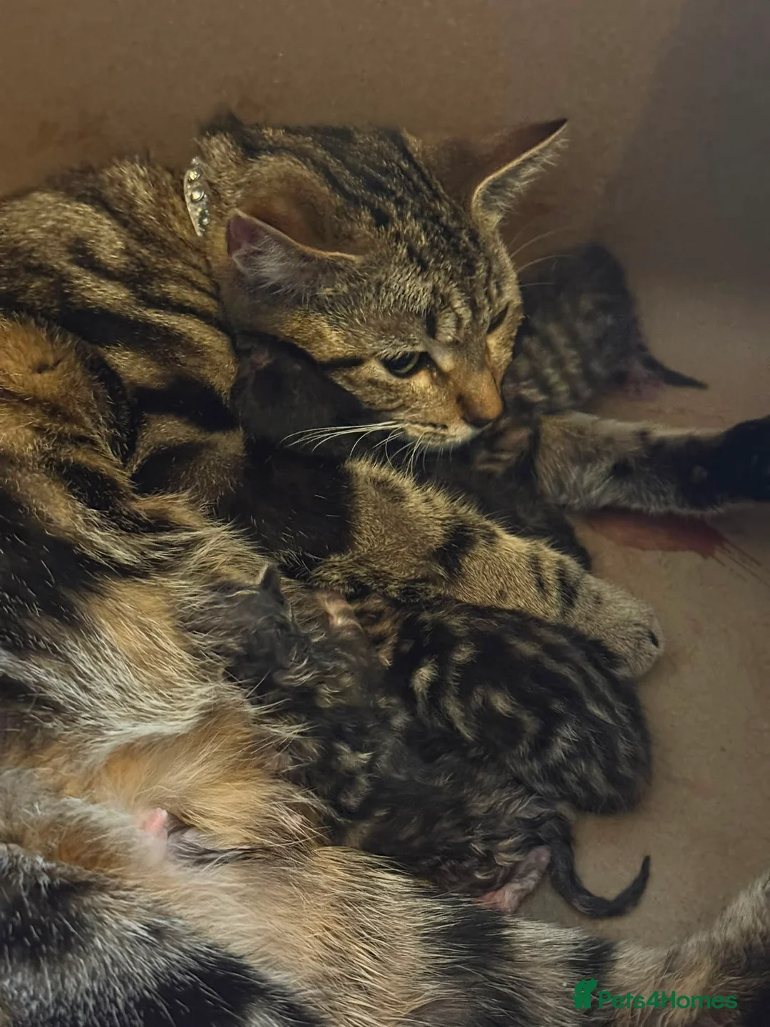Mixed Breed cats for sale: Cute mixed tabby / bengal kittens  in Southend-on-Sea - Advert 1