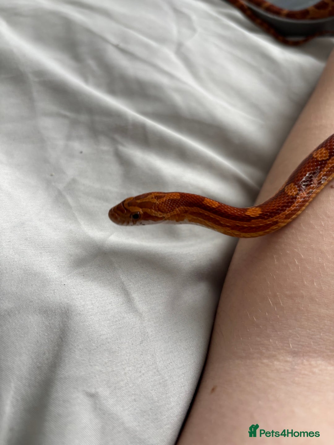 Corn Snake reptiles for sale: Corn snake very friendly  - Advert 4