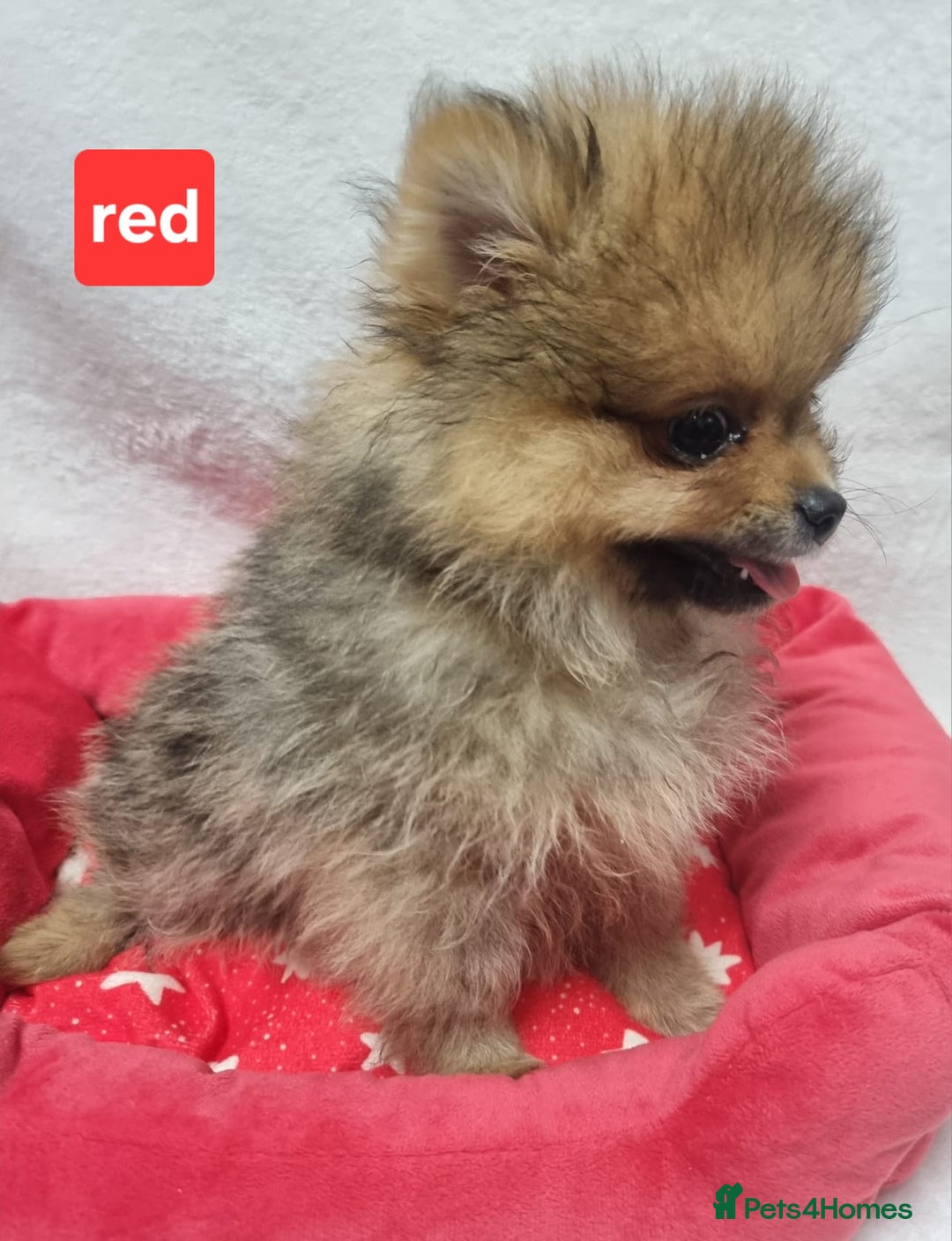 Pomeranian dogs for sale: Pomeranian Puppy 5   (RED)  - Pomeranian  - Image 5