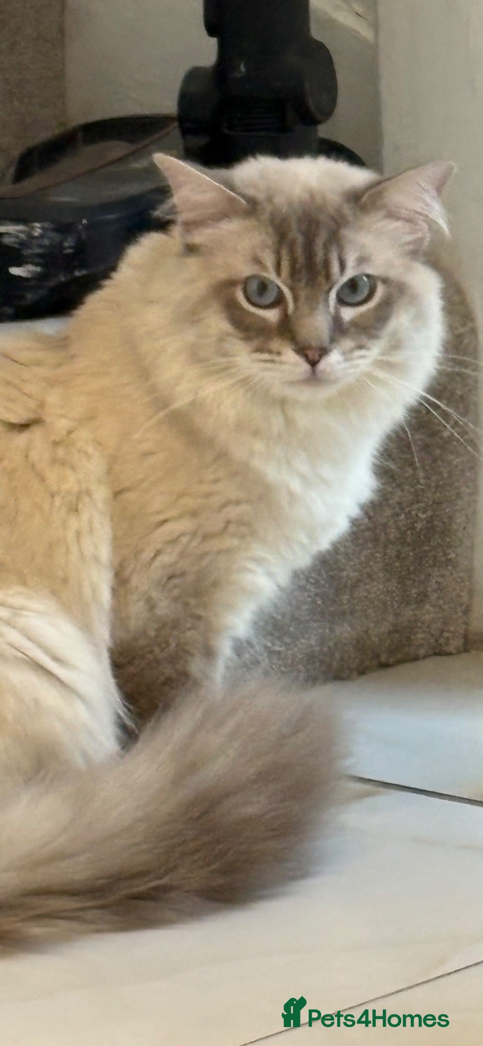 Ragdoll cats GCCF registered Ragdoll Stud  - Advert 1