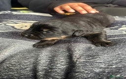 Mixed Breed dogs for sale: Beautiful Black Labrador/Rottweiler puppies - Image 9