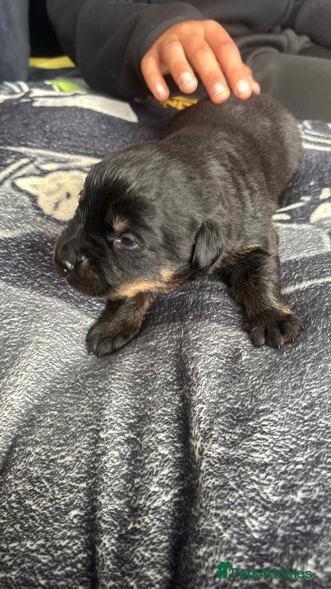 Mixed Breed dogs for sale: Beautiful Black Labrador/Rottweiler puppies - Image 9