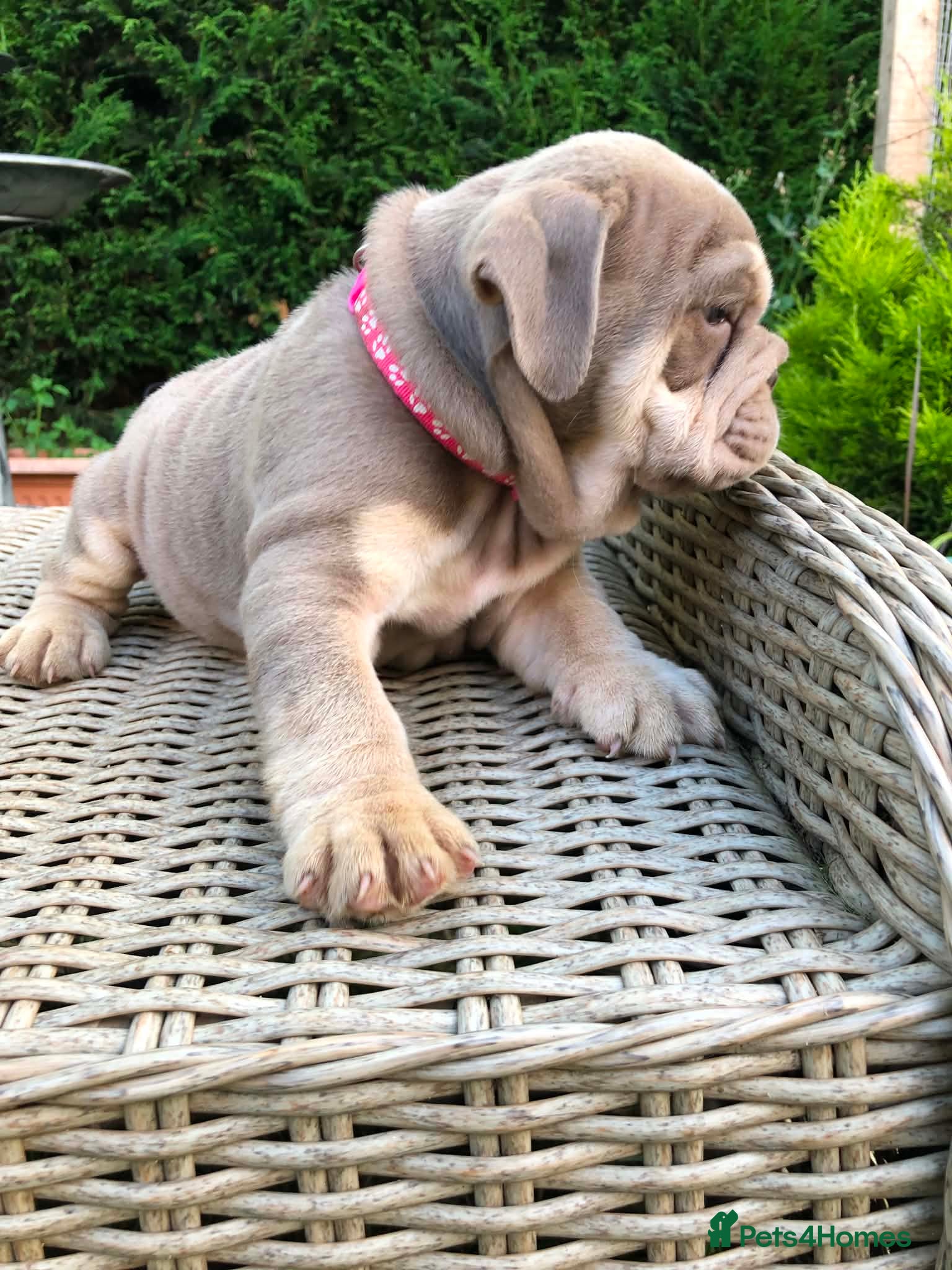 English Bulldog dogs for sale: English bulldog puppies in Doncaster - Advert 16