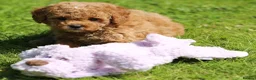 Cavachon dogs for sale: 5 ⭐️Gorgeous F1 Fox Red boy Cavapoochon. - Advert 18