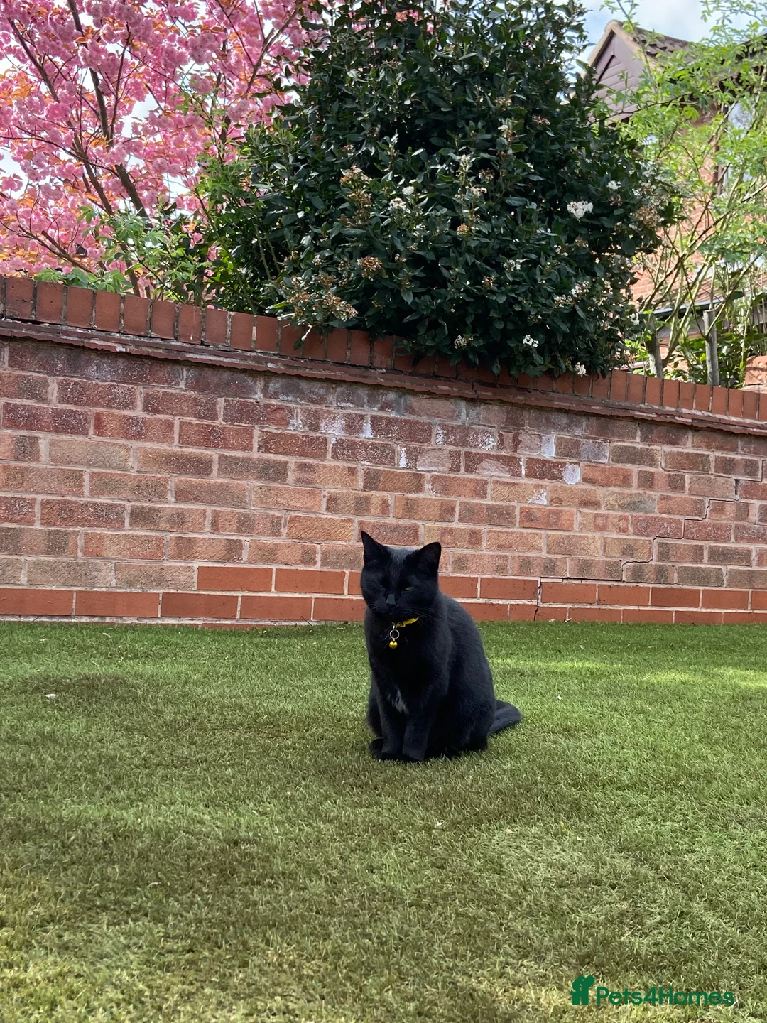 Mixed Breed cats for sale: POPPY - Advert 4