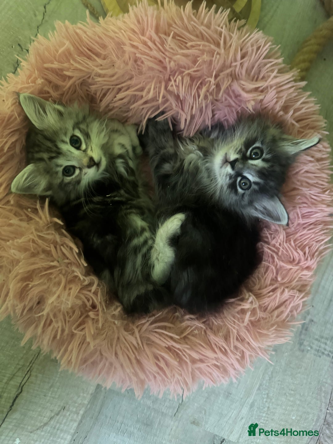 Kurilian Bobtail cats for sale: Rare pure breed Kurilian bobtail kittens available - Advert 8