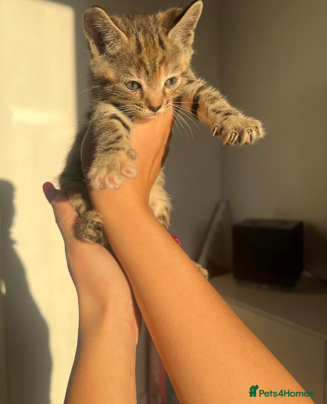 Bengal cats for sale: Beautiful Half Bengal Kittens - Advert 2