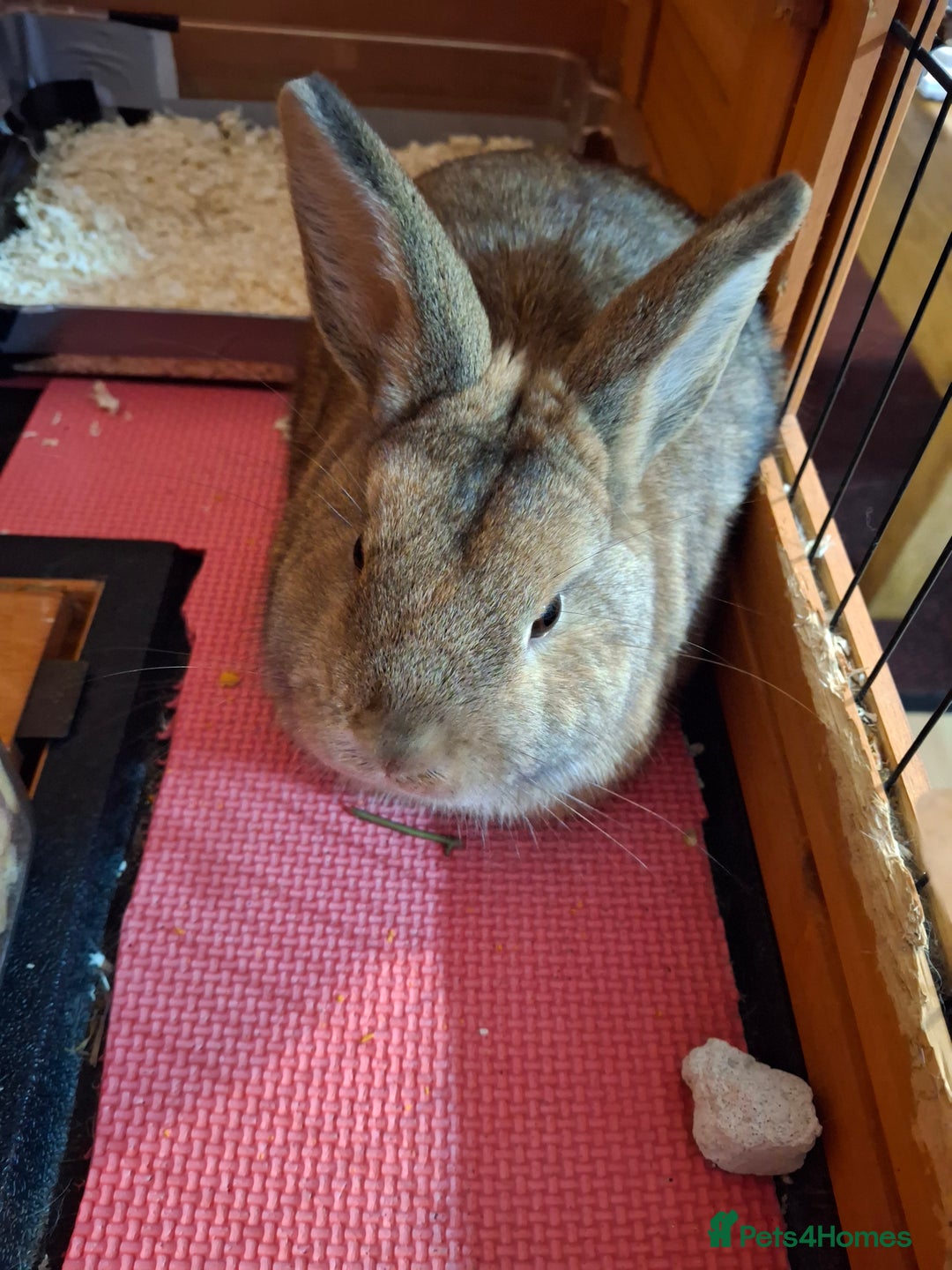 Netherland Dwarf rabbits for sale: rodney  - Advert 6