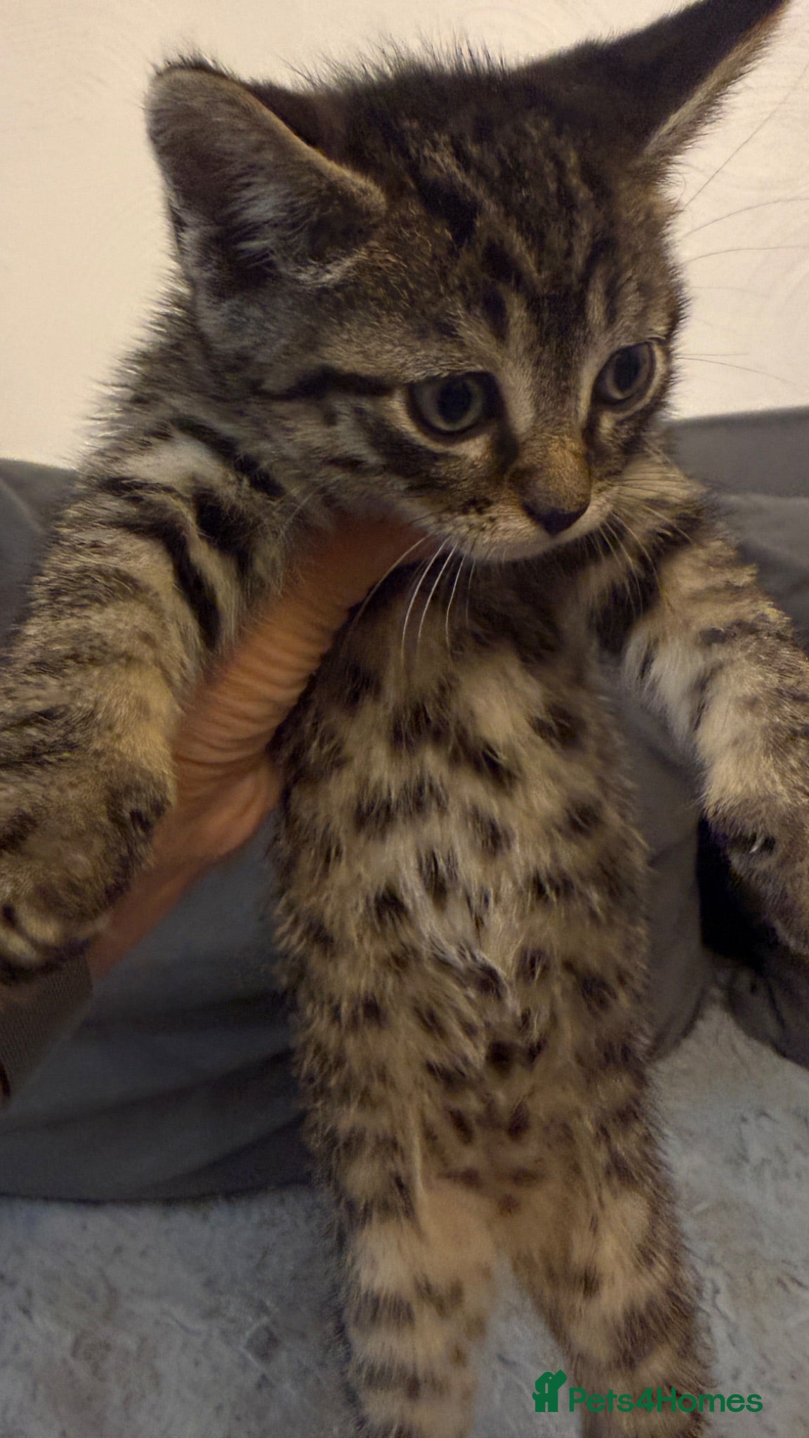 Mixed Breed cats Adorable Tabby Kitten Looking For A Loving Home - Advert 10