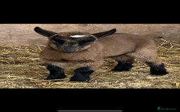 Goats livestock for sale: GORGEOUS NEW BORN BABIES AND FRIENDLY PET WETHERS  - Image 6