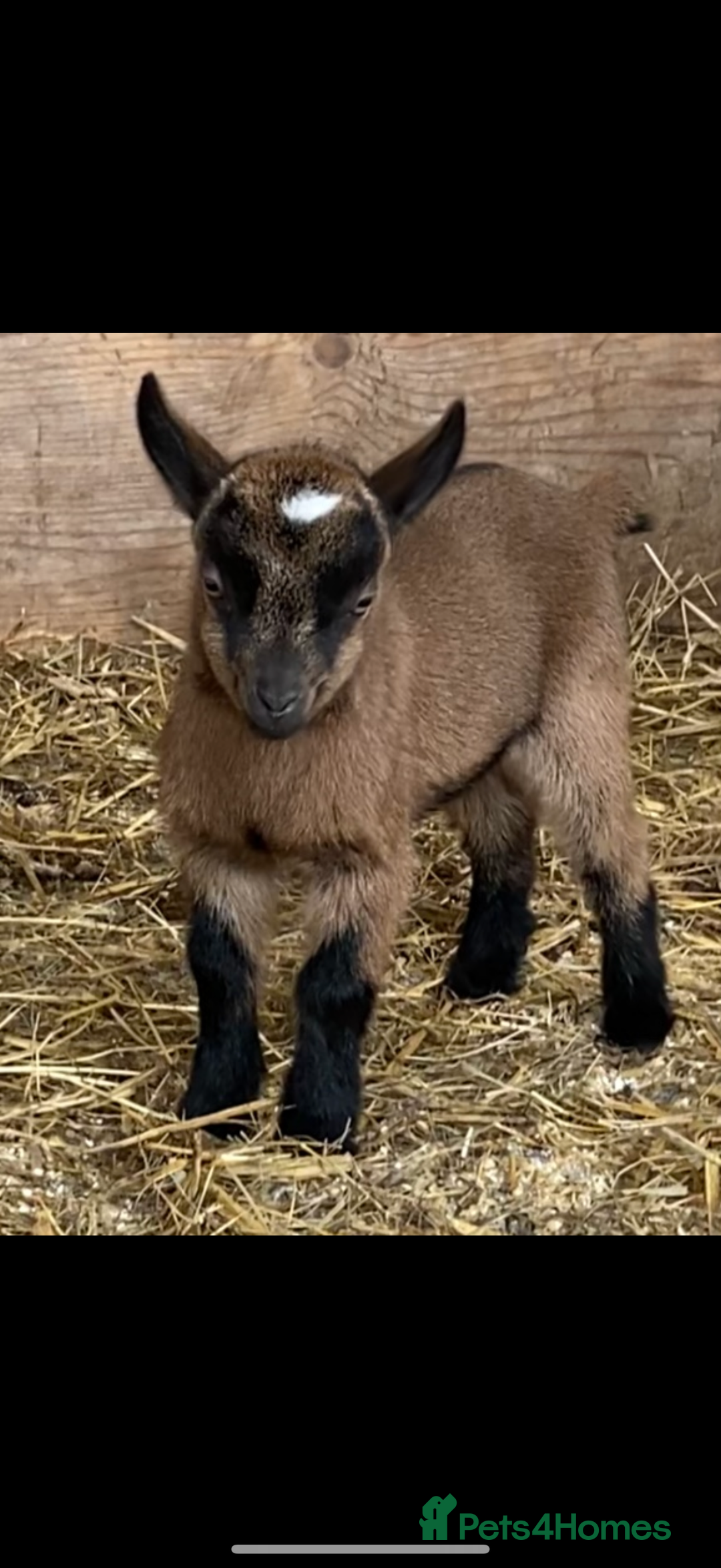 Goats livestock for sale: GORGEOUS NEW BORN BABIES AND FRIENDLY PET WETHERS  - Image 6