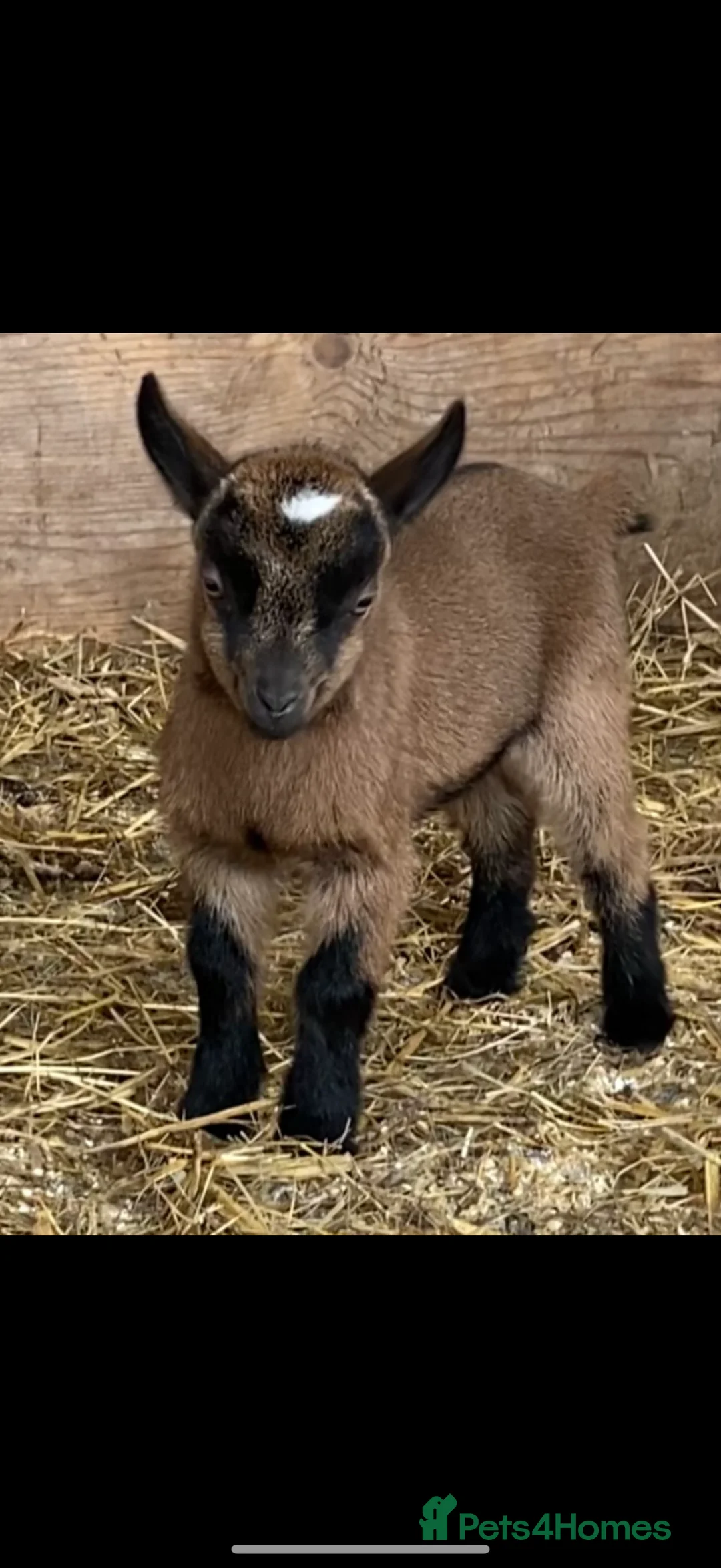 Goats livestock for sale: NEW BORN BOTTLE FED BABIES AND YOUNG NANNIES  - Advert 6